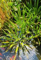 Wasseraloe / Krebsschere Baden-Württemberg - Massenbachhausen Vorschau