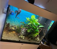 Aquarium Juwel Lido 120 LED mit Helia Lux Spectrum 600 Chemnitz - Hilbersdorf Vorschau