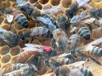 Bioland Bio Bienenvölker Dadant Niedersachsen - Lutter am Barenberge Vorschau