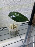 Alocasia Longiloba Ableger aus Rhizom gezogen Nordrhein-Westfalen - Mechernich Vorschau