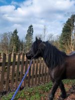 Pflegebeteiligung, gerne Mutter mit Kind - KEIN REITEN! Hessen - Schotten Vorschau