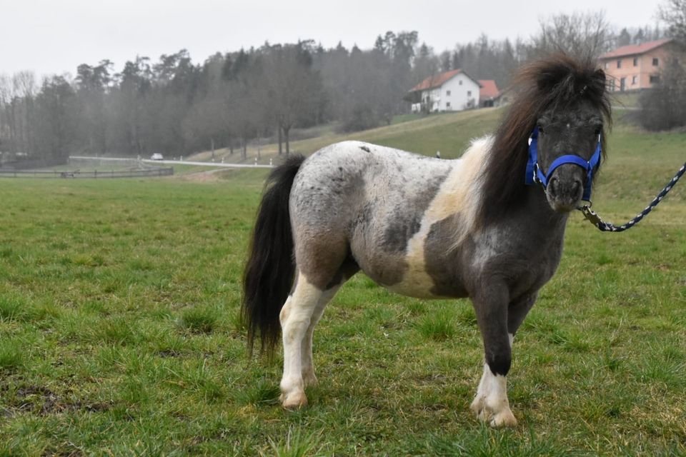 Pony Shetty Schecke Hengst/Wallach Kinderpony in Arnstorf
