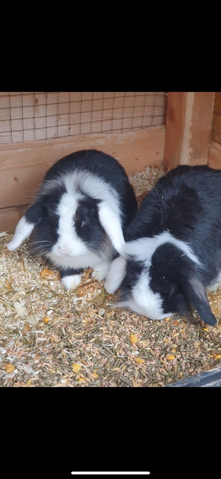5 Kaninchen abzugeben in Osterode am Harz