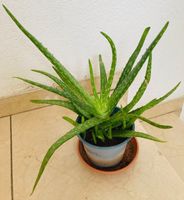 Echte Aloe Vera, Heilpflanze, ein großer Ableger Baden-Württemberg - Neckartenzlingen Vorschau