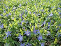 Vinca Minor (Kleines Immergrün), Bodendecker inkl. Versand Kreis Pinneberg - Ellerhoop Vorschau