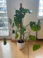 Monstera günstig abzugeben Berlin - Mitte Vorschau