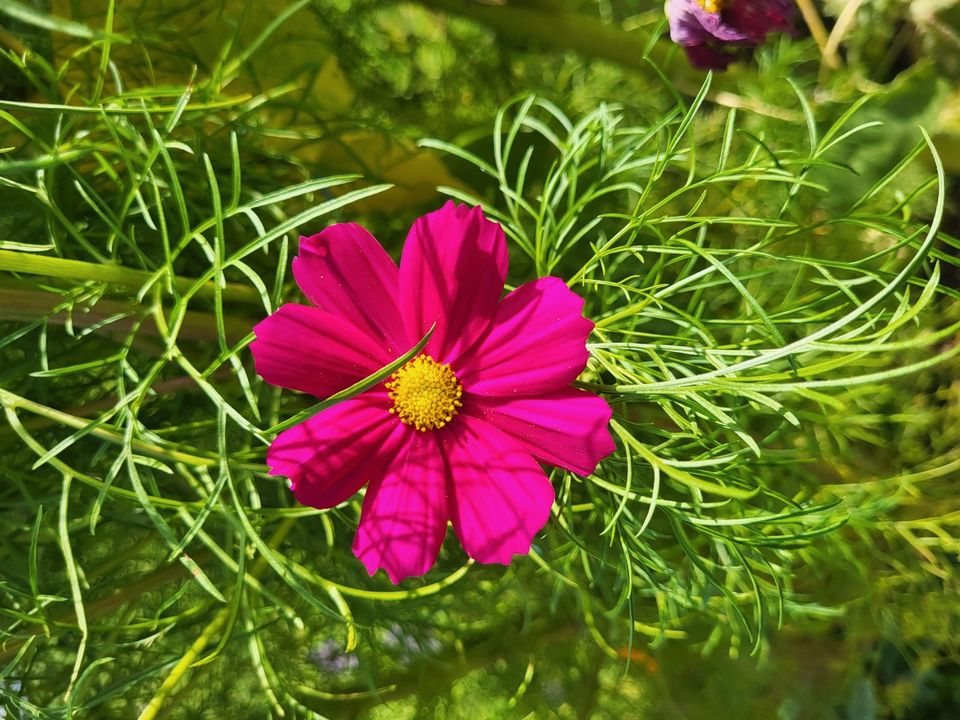 Cosmea * Schmuckkörbchen * Saatgut * Samen* in Diedorf