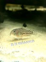 Leopard Panzerwelse, corydoras false julii, Trilineatus Niedersachsen - Isernhagen Vorschau