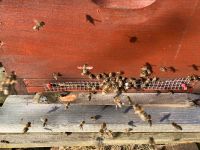 Bienenvölker Carnica Deutsch-Normalmaß von der Insel Rügen Mecklenburg-Vorpommern - Samtens Vorschau
