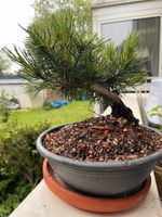 Pre Bonsai - Pinus Mugo - ca. 4 Jahre alt Nordrhein-Westfalen - Gelsenkirchen Vorschau