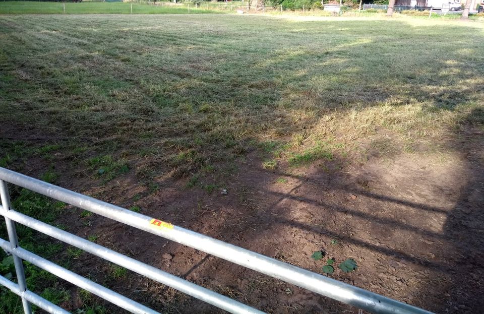 Gras Weide Wiese Rasen Mulchen Mulcher Mulchmähen Mähen Häckseln in Martfeld