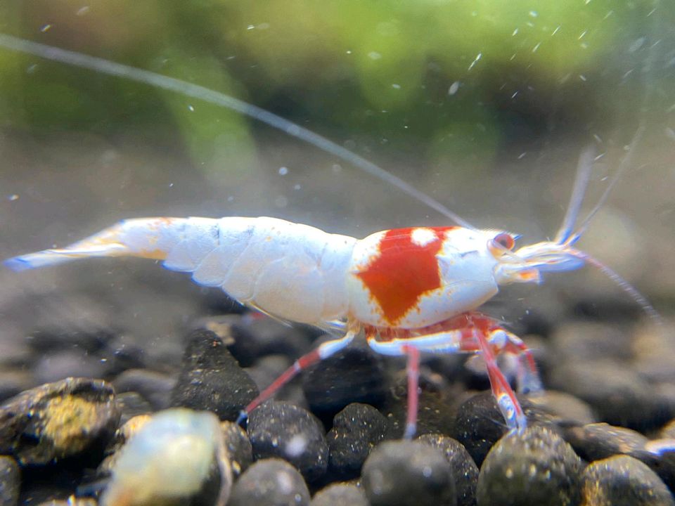 Caridina Logemanni & Red Bee PRL Garnelen in Bottrop