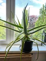 Aloe Vera Pflanze im Topf Hamburg-Nord - Hamburg Barmbek Vorschau