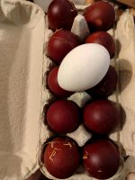 10 Marans sk Eier Brandenburg - Pritzwalk Vorschau