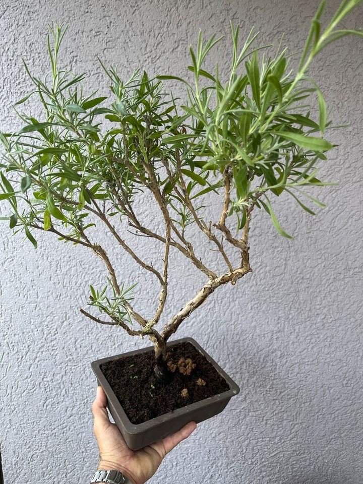 Bonsai Lavendel ,Mammutbaum, Muschelzypresse in Hausen Oberfr.