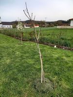 Walnussbaum "Juglans regia" ca. 1,80m hoch zu verkaufen Bayern - Parsberg Vorschau