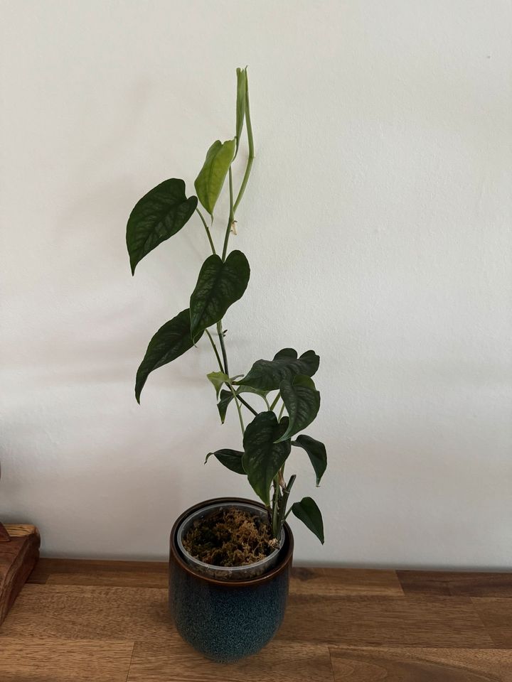 Monstera Siltepecana (Ganze Pflanze) in Berlin