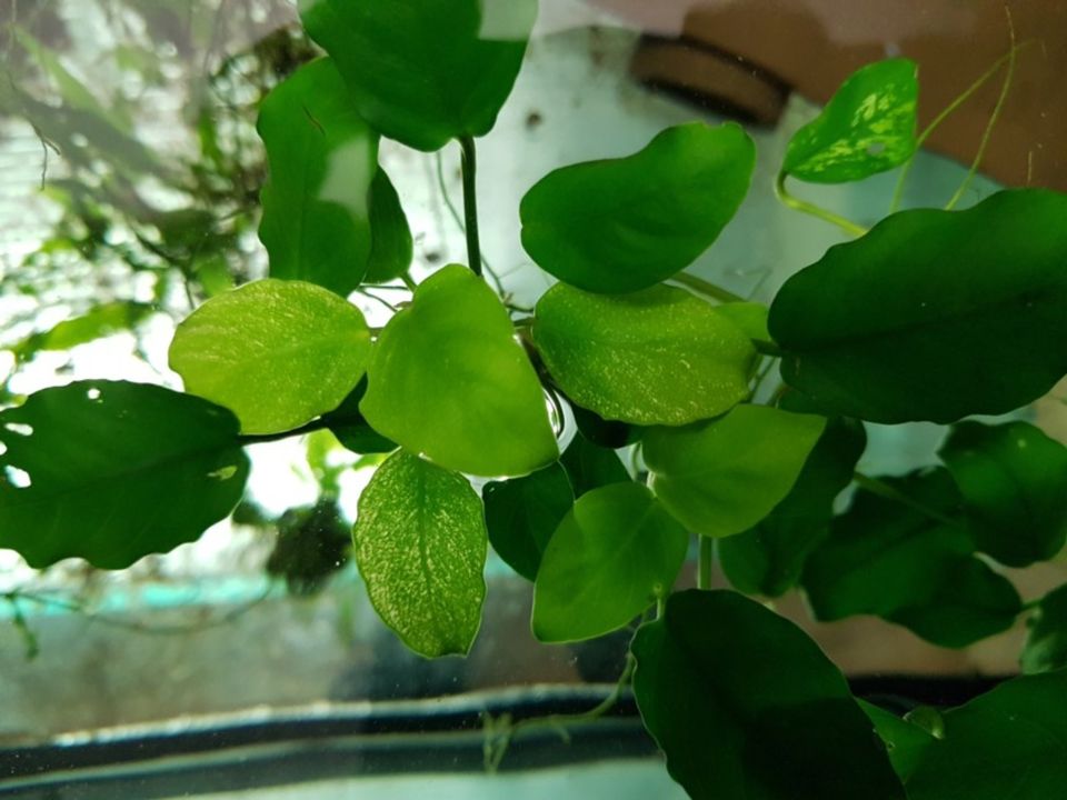 Anubias barteri in Gieboldehausen