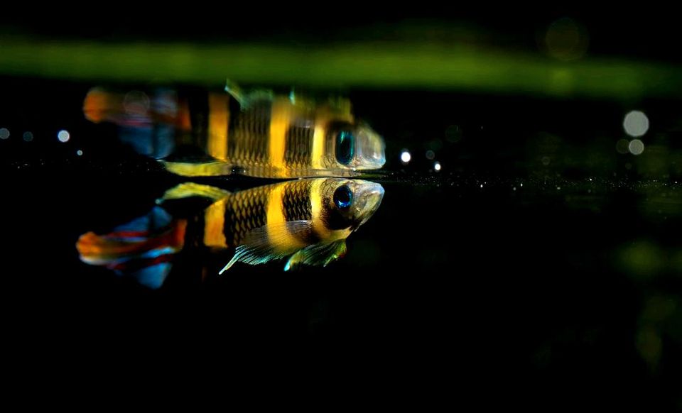 ⭐ Ringelhechtling ~ Epiplatys annulatus aus - Wunderschöne Tier❤️ in Bretzfeld