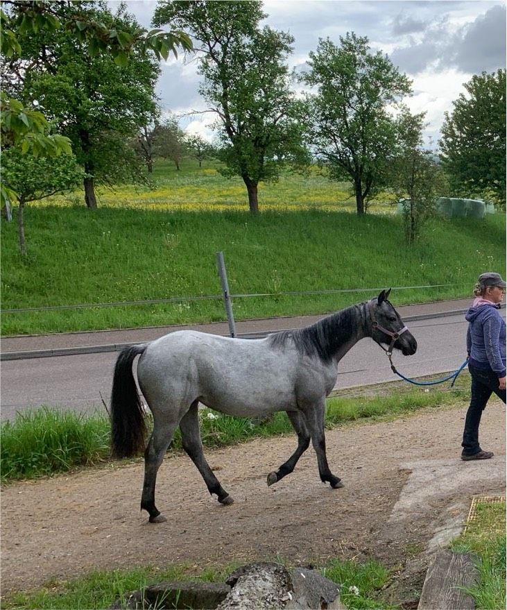 Tolle 1J. Quarter Horse Stute in Blue Roan in Obersontheim