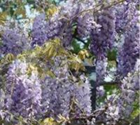 Samen Blauregen, Wisteria Leipzig - Gohlis-Nord Vorschau