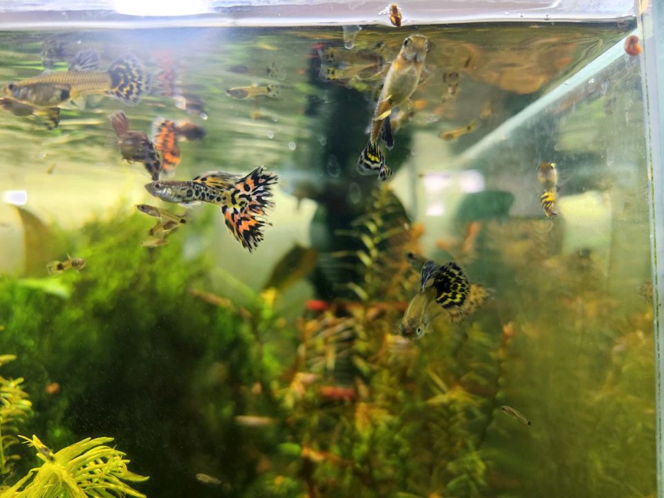 Guppy Leopard, Poecilia reticulata in Erlangen