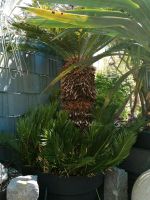 Riesiger cycas. Palmfarn. Stamm 80 cm. Bayern - Erding Vorschau