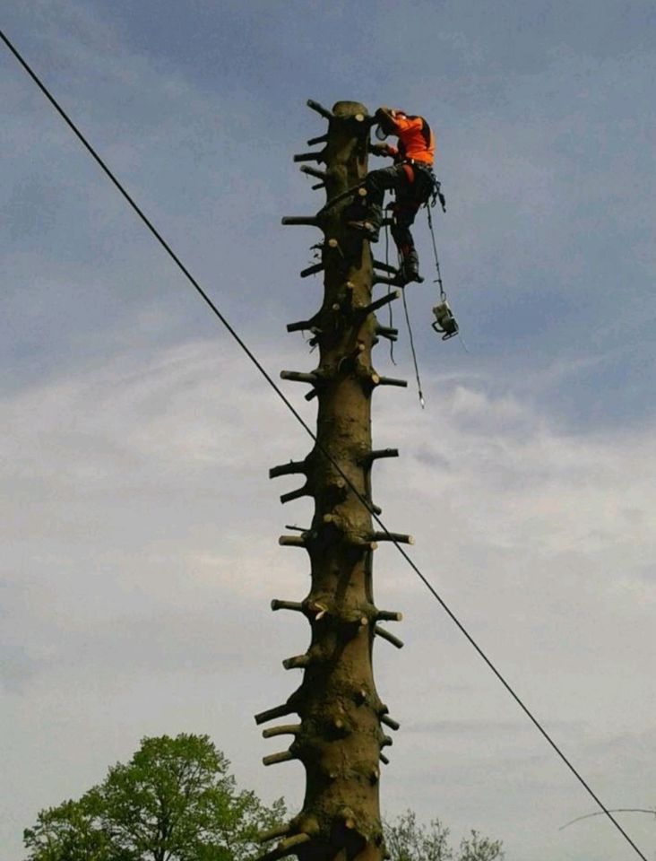 Baumfällung, Sturmschaden, Baum fällen, Forst Forstwirt in Herscheid