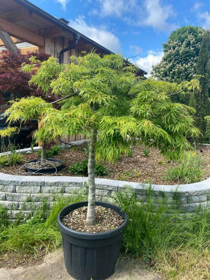 Acer dissectum viridis - grüner Schlitz Ahorn   140cm Durchmesser in Dreieich