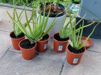 Halbwüchsige Aloe Vera Baden-Württemberg - Steißlingen Vorschau
