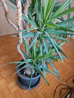 Yucca Palme Bayern - Mertingen Vorschau