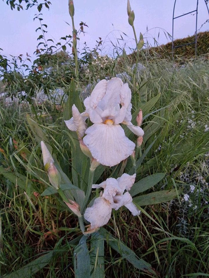 Iris, weiße Schwertlilie, großer Blütenstand, winterhart in Delitzsch