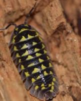 Armadillidium gestroi Altona - Hamburg Altona-Altstadt Vorschau