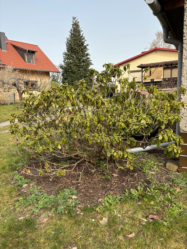 VERSCHIEDENE RHODODENDREN RHODODENDRON in Ludwigsfelde