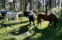 Reit-, Fahr- und Pflegebeteiligung für drei brave Ponies gesucht Hessen - Eltville Vorschau