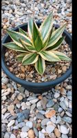 AGAVE Lophantha Multicolor Bayern - Pfatter Vorschau