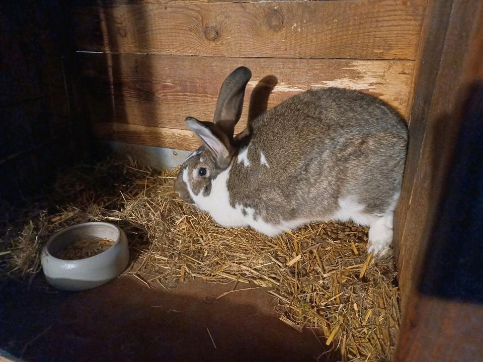 Hase Deutsche Riesenschecken, Widder in Oederan