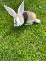 Kaninchen-Riesen-Weißohrhäsin Niedersachsen - Werlte  Vorschau