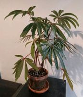 Rarität! Begonia Luxurians Steckling Ableger Blatt Begonie Baden-Württemberg - Karlsruhe Vorschau