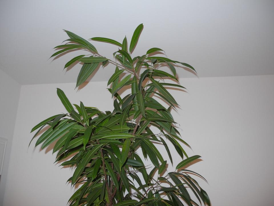 Zimmerpflanze Ficus Alii Gummibaum im Hydrokultur Topf, 2,50 m in Mainz