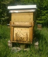 Bienenvölker auf Zander mit Gesundheitszeugnis Hessen - Gießen Vorschau