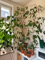 ficus benjamina Leipzig - Leipzig, Zentrum Vorschau