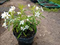 Orangenblume Choisya ternata Aztec Pearl Baden-Württemberg - Herdwangen-Schönach Vorschau