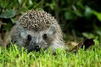 Habe Platz für 5 Igel Bayern - Neuburg a.d. Donau Vorschau