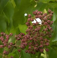 Bienenbaum - Samthaarige Stinkesche 60-80cm - Tetradium daniellii Niedersachsen - Bad Zwischenahn Vorschau