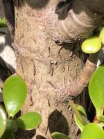 Geldbaum, Pfennigsbaum, Crassula ovata, alt mit dickem Stamm Hessen - Kassel Vorschau