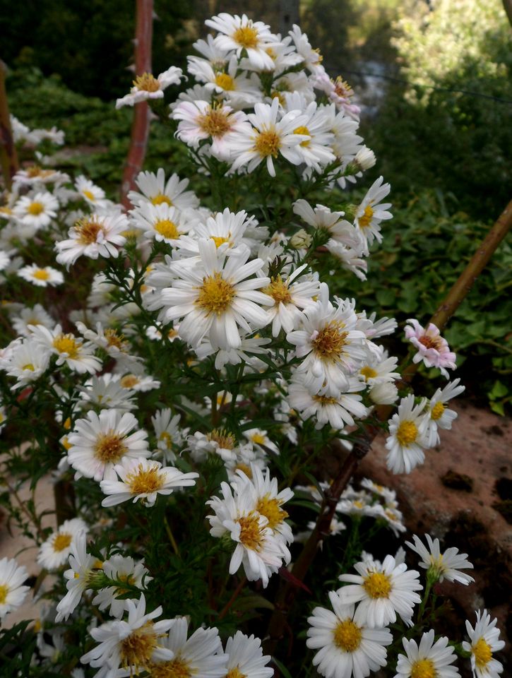 Aster mit weißen Blüten, 5 Stck. 9 € in Mannheim