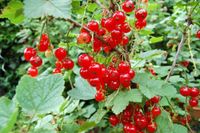 Rote Johannisbeeren -Natur gedüngt-Selbst pflücken Strauch1,80m H Bochum - Bochum-Wattenscheid Vorschau