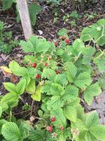 Profumata di Tortona Erdbeeren Erdbeerpflanzen Moschuserdbeere Bayern - Wolfersdorf Vorschau