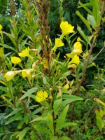 Nachtkerze Oenothera biennis gelbe Blüte für naturnahen Garten Baden-Württemberg - Giengen an der Brenz Vorschau